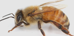 bumblebeeloves