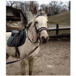 Horse club académia
