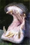the people who like Hippo's club