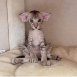 cats the cutest :3