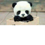 pandas r cute I like them soooooo much