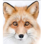 night Fox fans