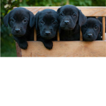Dogs United for life
