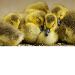 Little ducks family