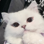 Cat'cutev2