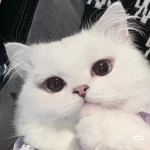 Cat'cutev2 Group Thumbnail