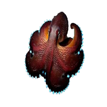 fish 16 Roblox decal