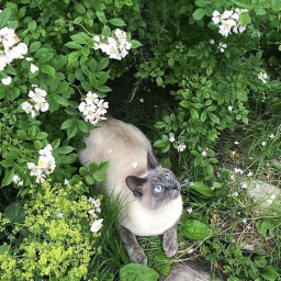 🍀