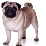 The Mega Thunder Pug Squad