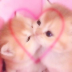 lovbugs