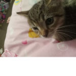 New meatball
