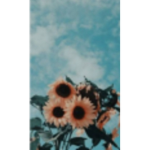 The sun flower squad:>