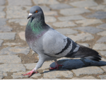 pigeon on ipad