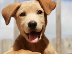 Dog fan group!!!!