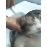 Da wet cats