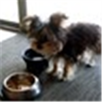 Morkie Lovers