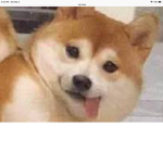 Shiba group!