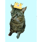 I love cats and Dogs BC THEY SOO FLOOFY