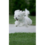 Dogs!!!!!!!!!!