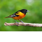 Birds People