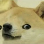 The Doge Fan Club!!!