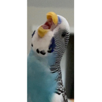 Blueberry The Budgie
