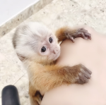 Mery's baby monkey's