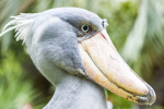 the shoebills flock party