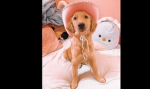Layla's puppys