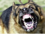 Savage Dog Studios