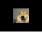 Abc doge