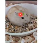 모찌부대