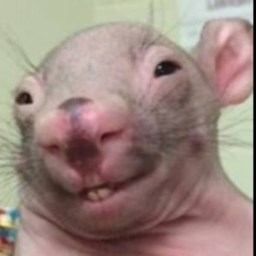 Dirty Rat Obby (Spatial Voice chat!!)