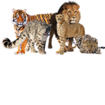 BlG CATS