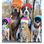 Cat and dogs!!!