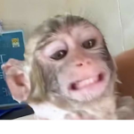 nesquik de fresa