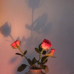 Garden Rose