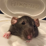 The Mighty Rats