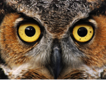 OWL Spirits