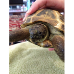 #turtle fan club