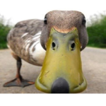 DUCKYYYY SQUADDDD