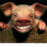 THE SNEAKY PIGGYS