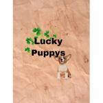Lucky puppy dogs