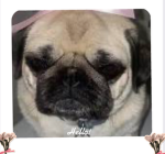 Pug and Godzilla pug