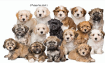 ( Puppy fan club )