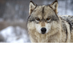 wolfpackSeNpAi