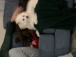 My dogs boots and penny