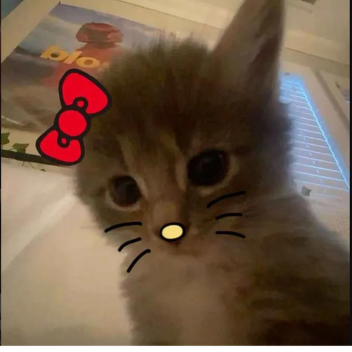 Kitty :3