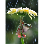 frog on tha flower