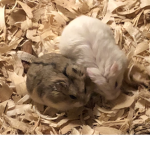 Fleain's Free Hamster Care